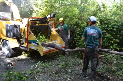 tree services Downieville-Lawson-Dumont